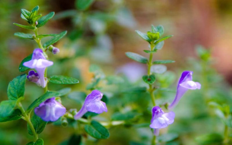 Skullcap