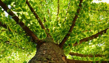 Ginkgo Biloba