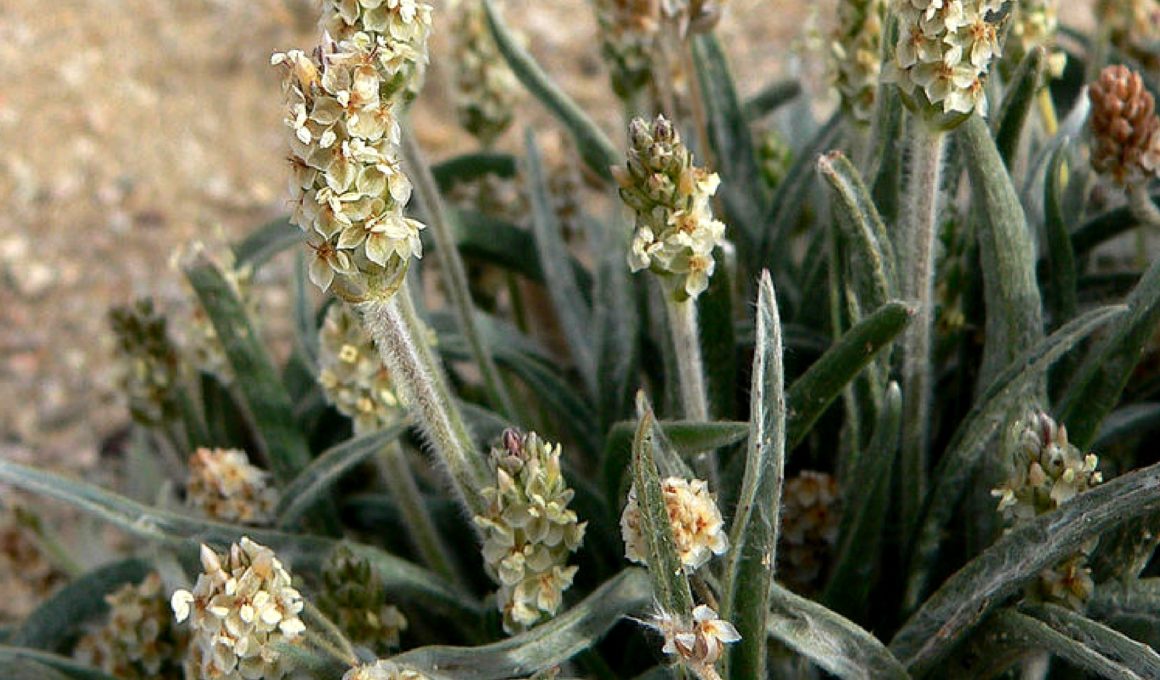 Plantago ovata