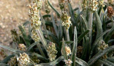 Plantago ovata