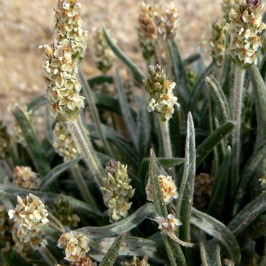 Plantago ovata