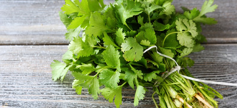 Cilantro