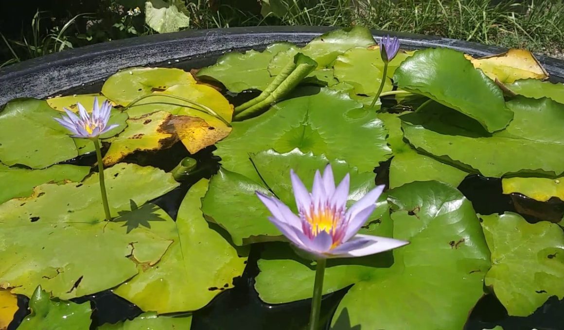 Nymphaea Capensis