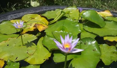 Nymphaea Capensis