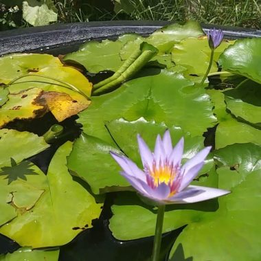 Nymphaea Capensis