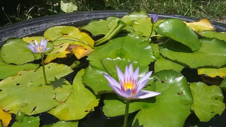 Nymphaea Capensis
