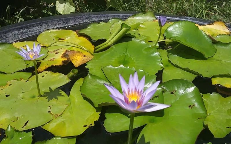 Nymphaea Capensis