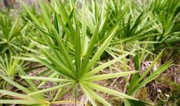 Saw Palmetto