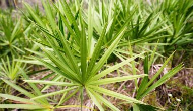 Saw Palmetto