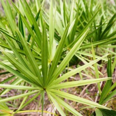 Saw Palmetto