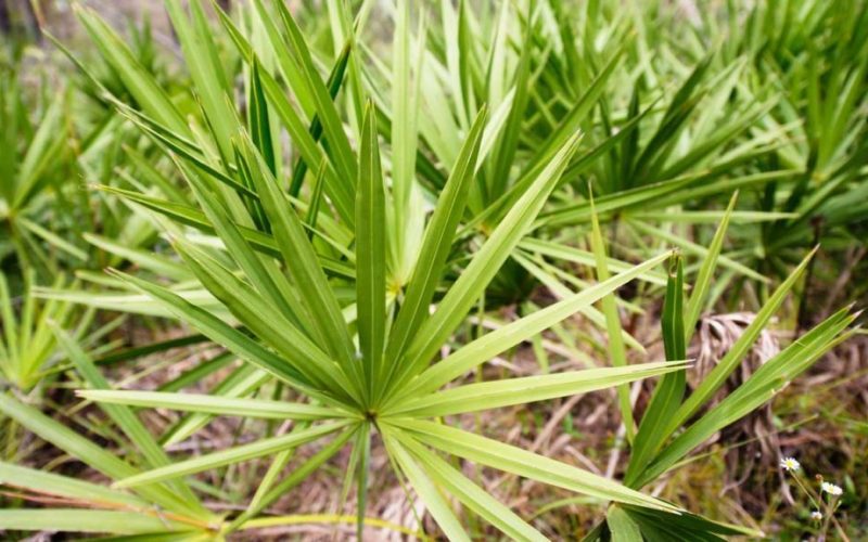 Saw Palmetto