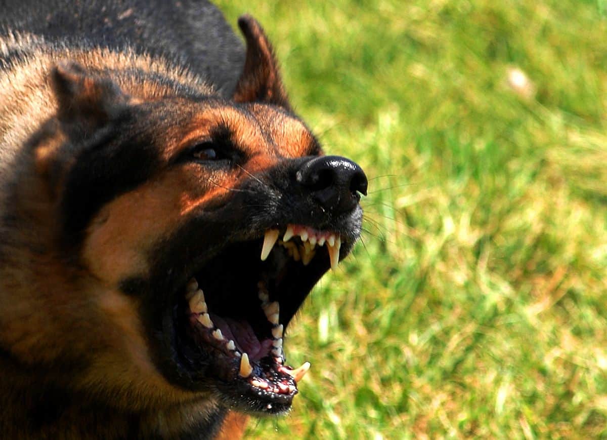 Aggression in Dogs