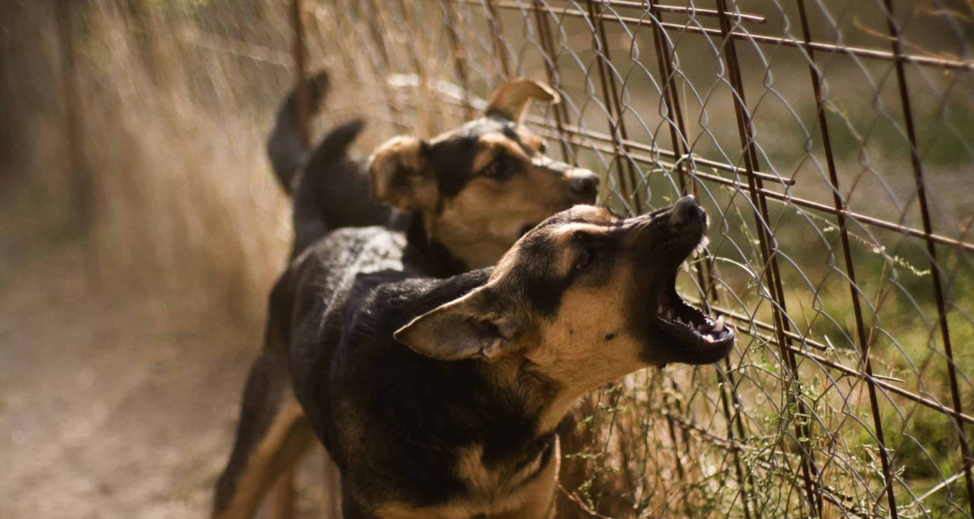 Aggression in Dogs