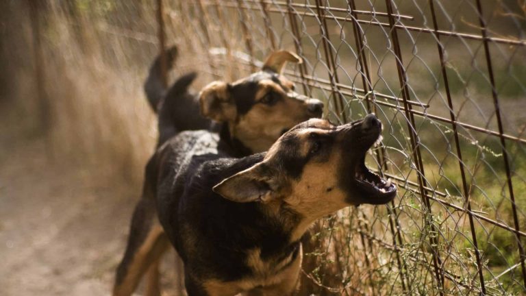 Aggression in Dogs