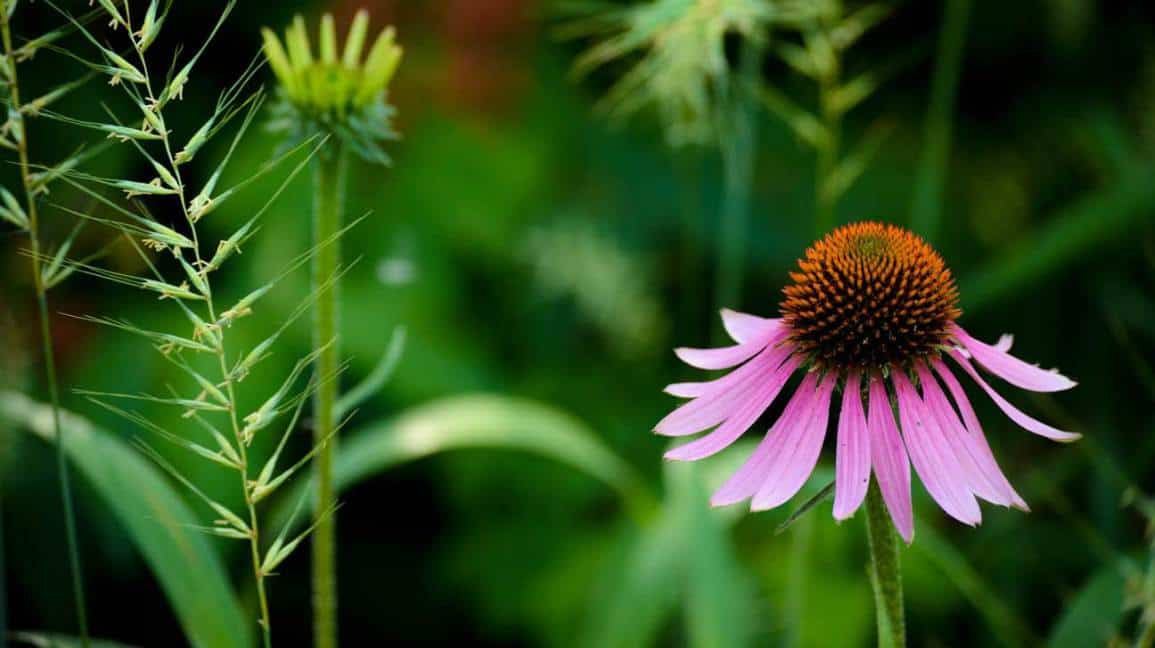 Echinacea