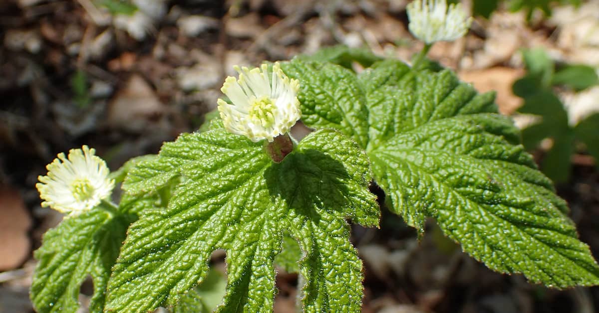 Goldenseal