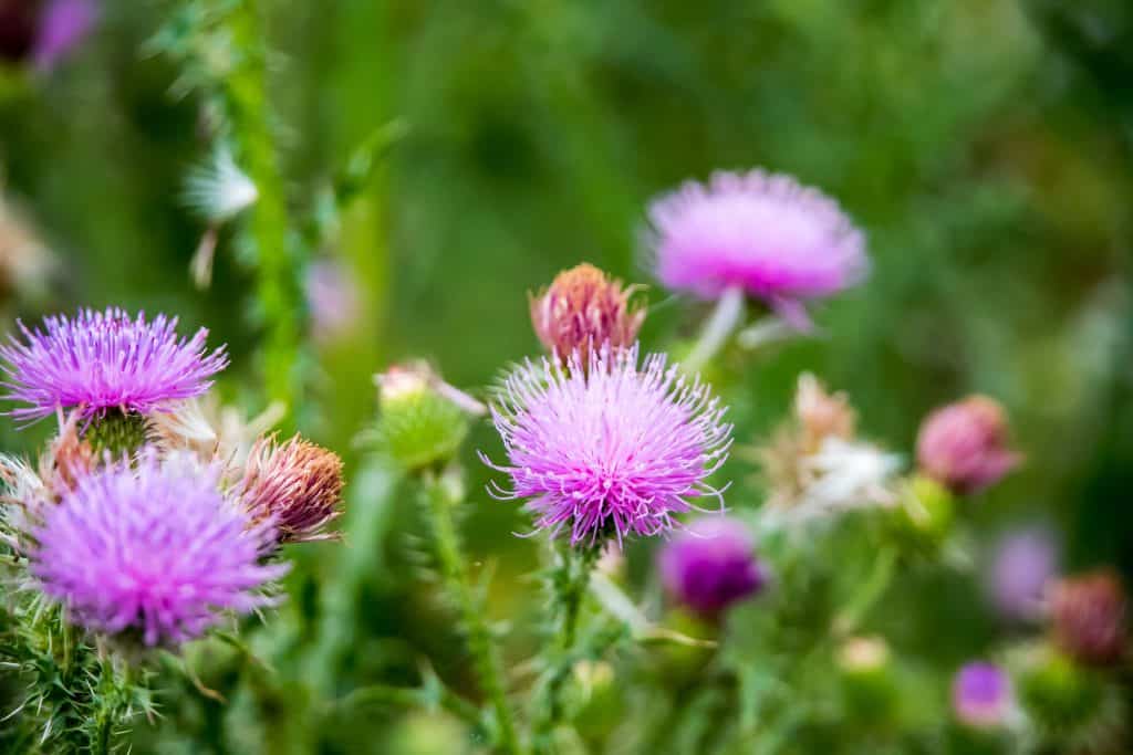 Milk thistle