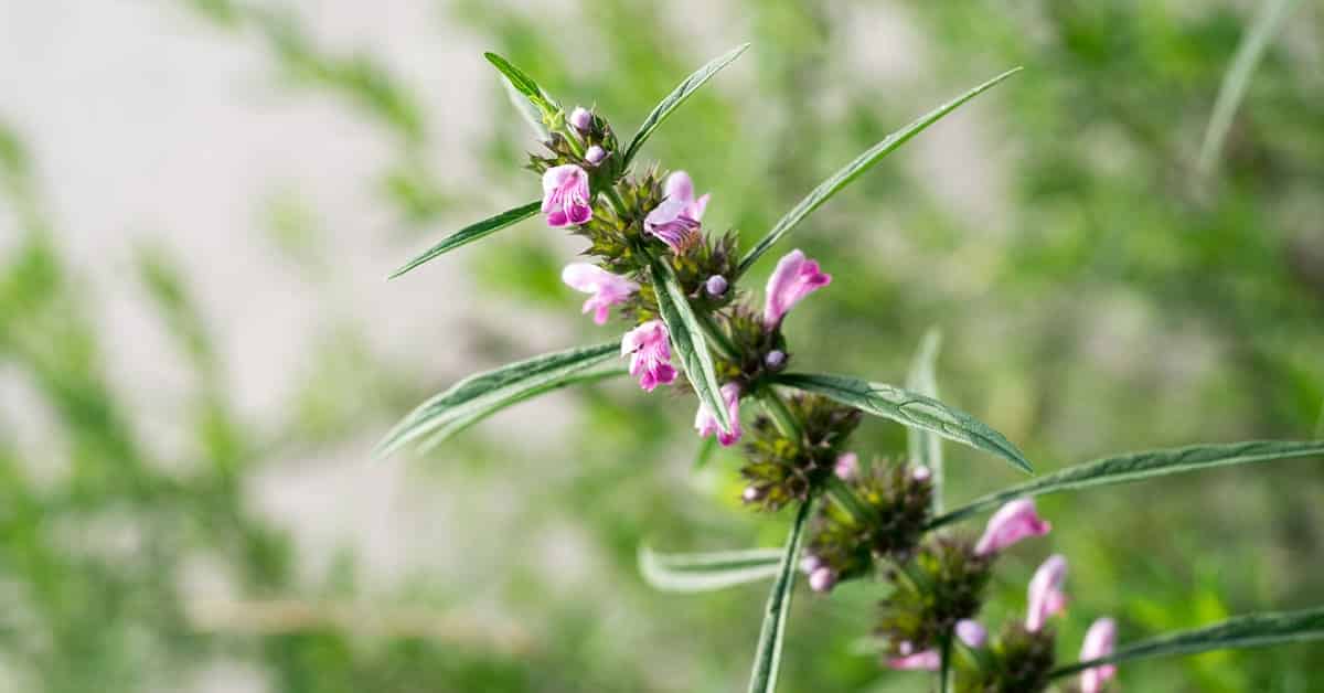 Motherwort