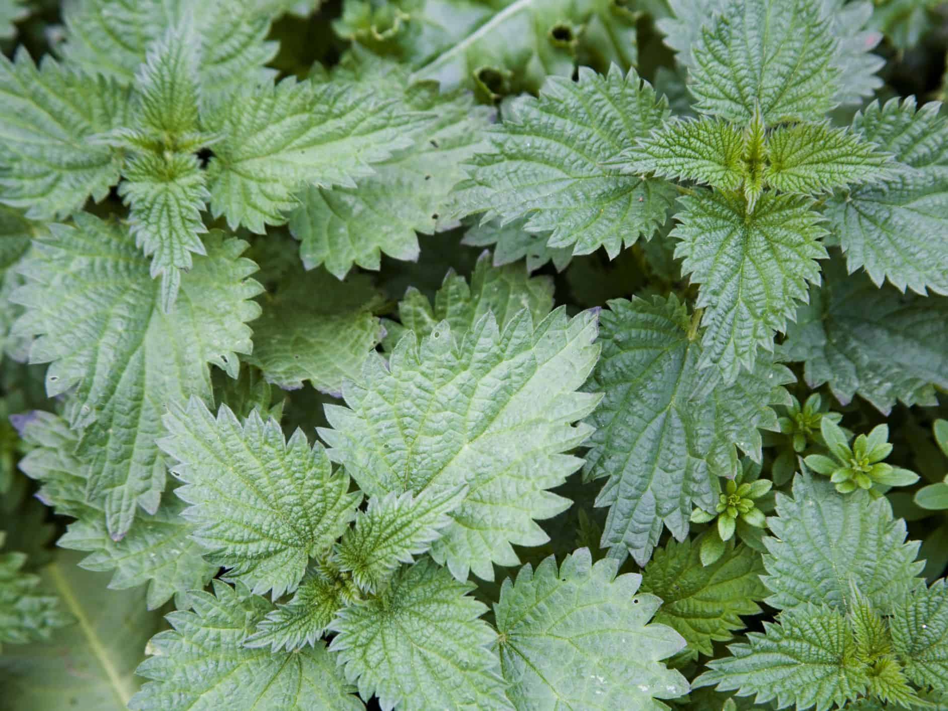 Nettle