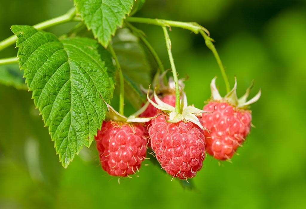 Red raspberry leaves