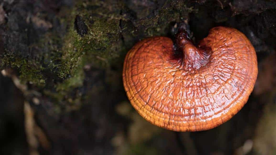 Reishi mushrooms