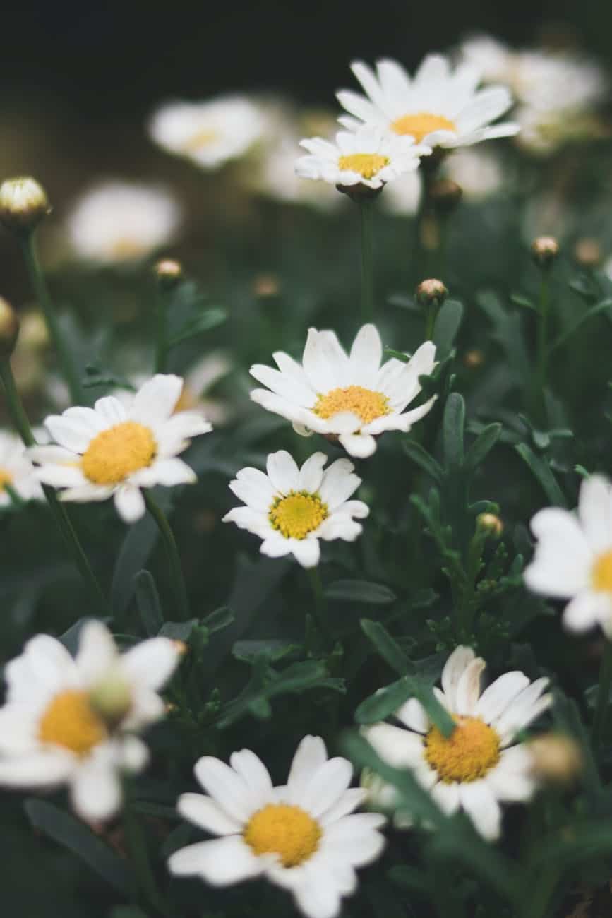 Chamomile