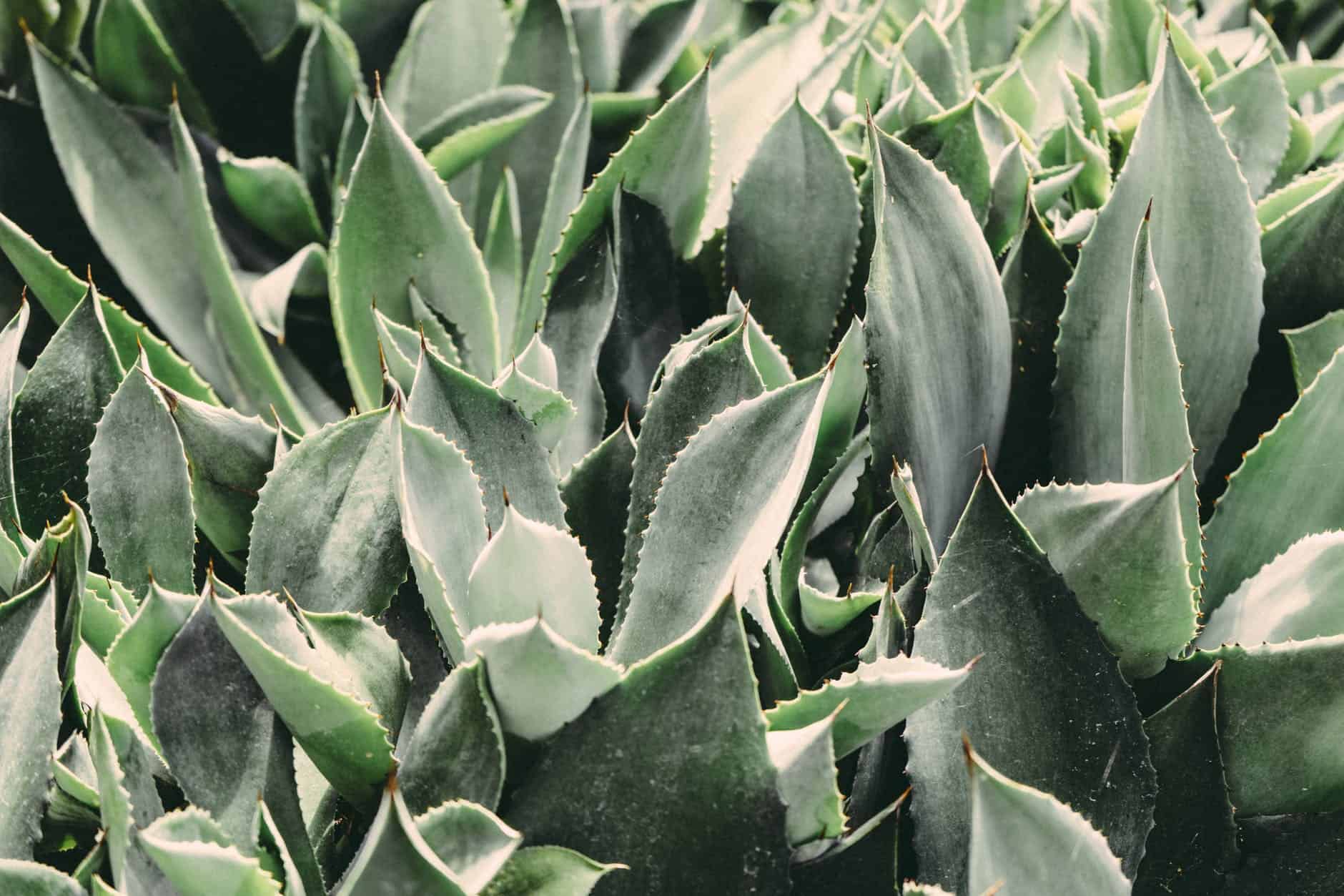 aloe vera blue botanical close up