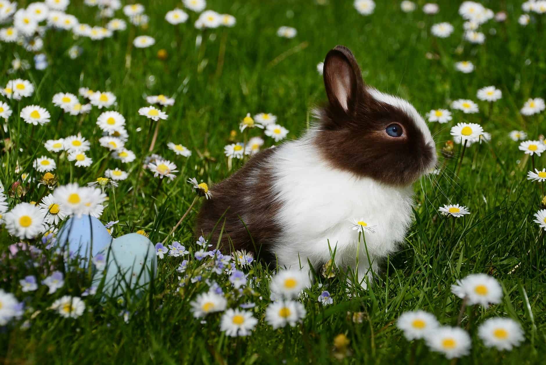 animal bright bunny chamomile