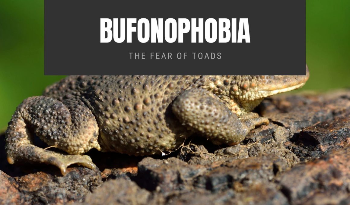 Bufonophobia The Fear of Toads