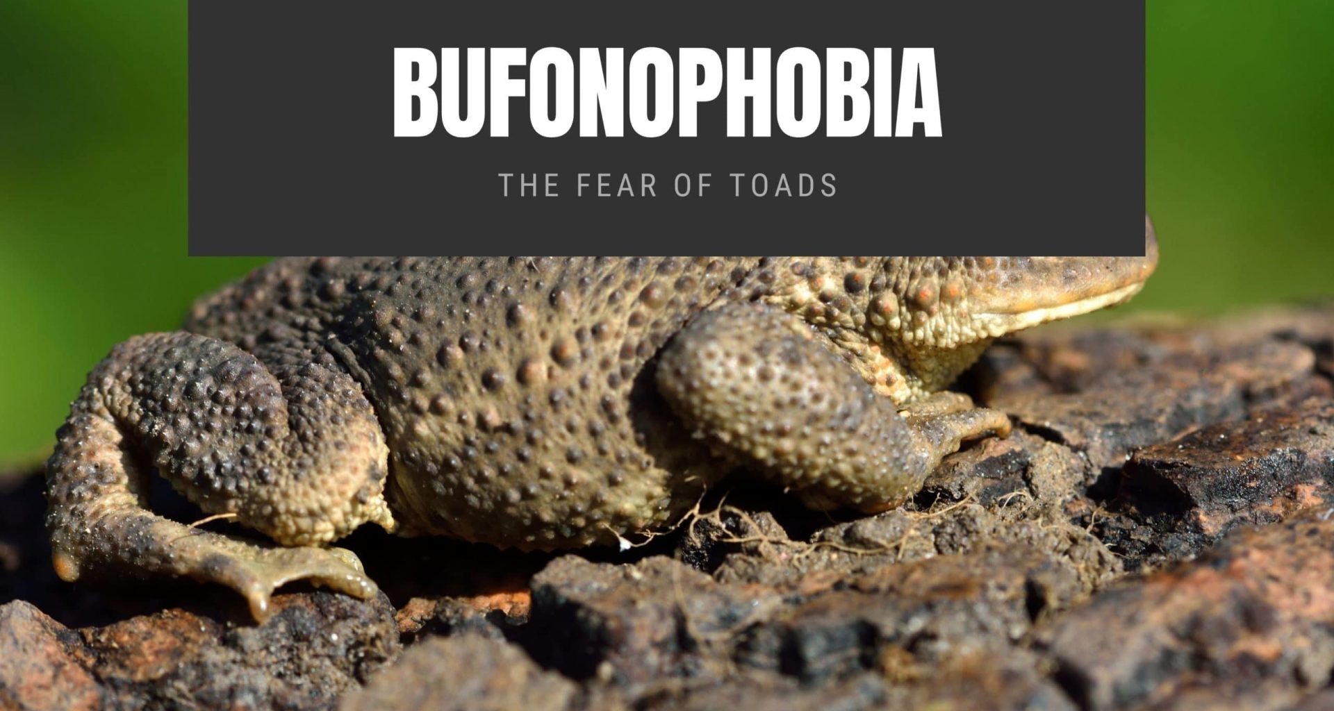 Bufonophobia The Fear of Toads