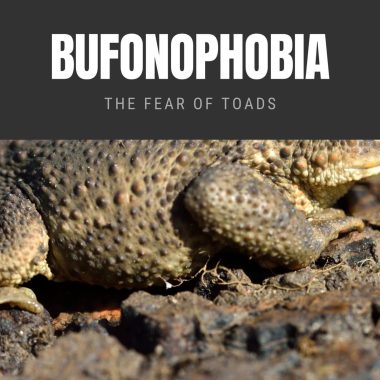 Bufonophobia The Fear of Toads