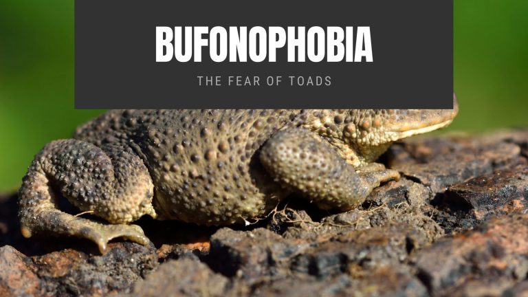 Bufonophobia The Fear of Toads