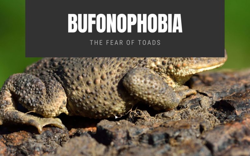 Bufonophobia The Fear of Toads