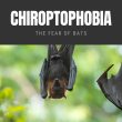 Chiroptophobia The Fear of Bats