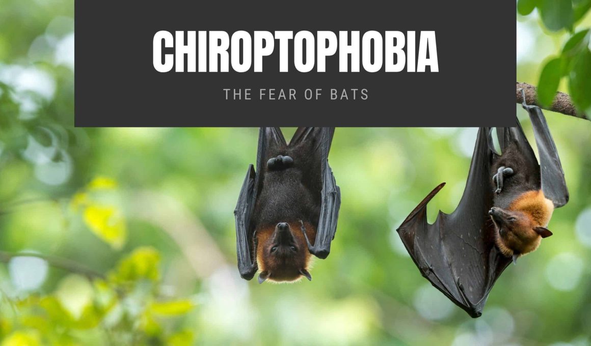 Chiroptophobia The Fear of Bats