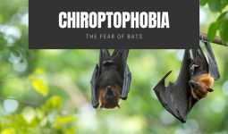 Chiroptophobia The Fear of Bats