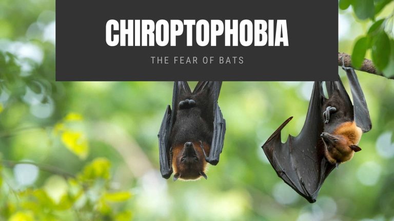 Chiroptophobia The Fear of Bats