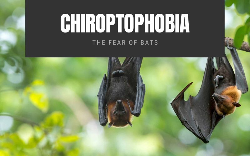 Chiroptophobia The Fear of Bats