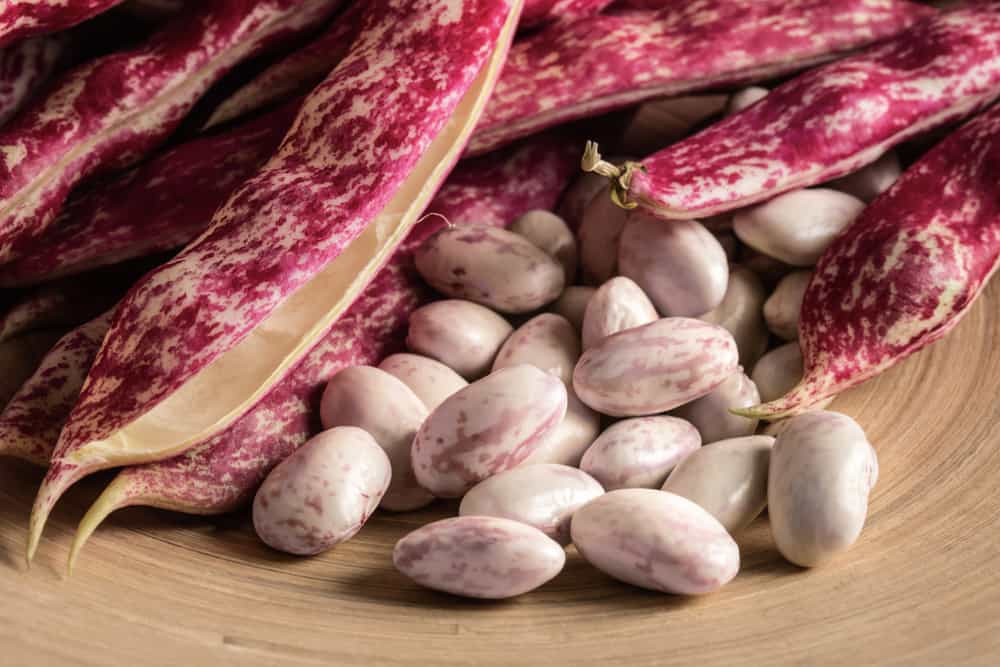 Cranberry Beans