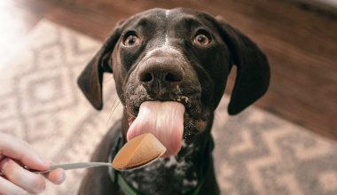Dogs Nuts