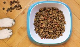 Pet Food Online