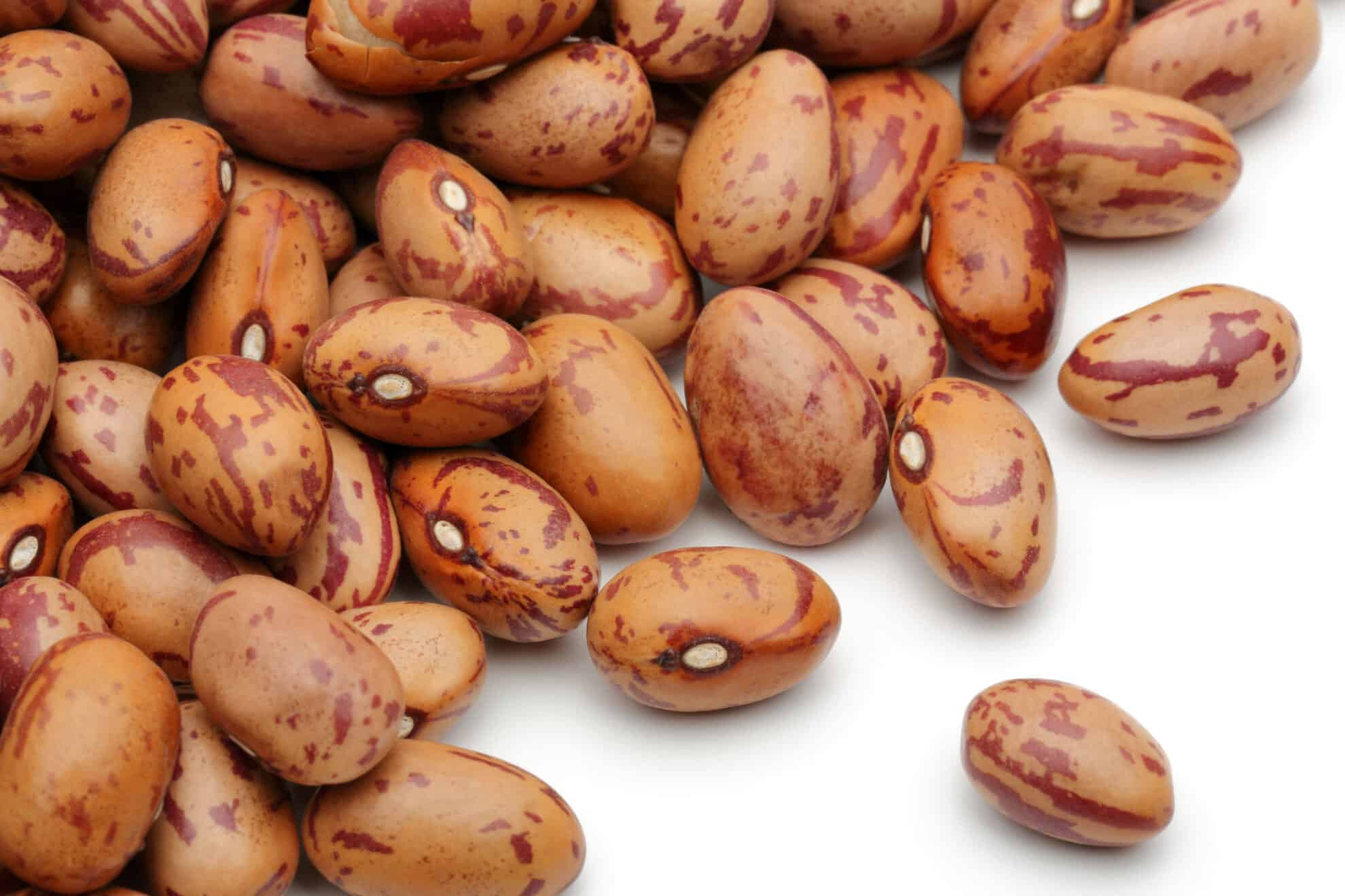 Pinto Beans