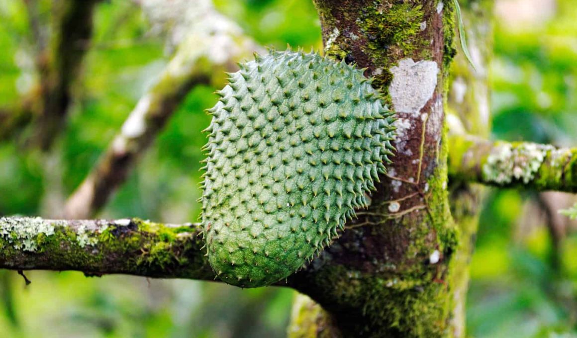 Soursop