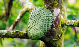 Soursop