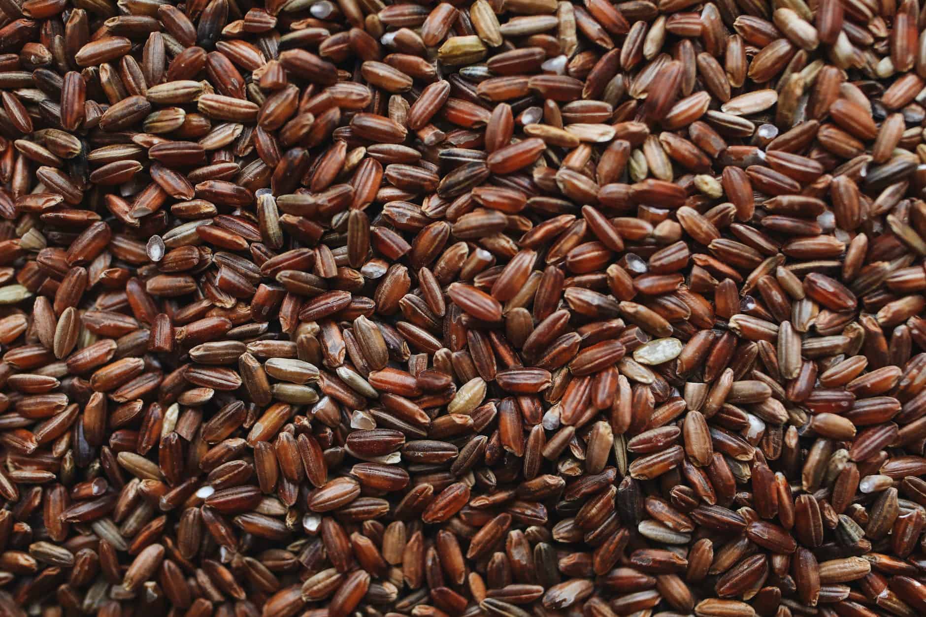 close up photo of brown rice