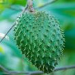 Soursop