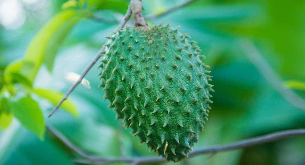 Soursop