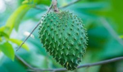 Soursop