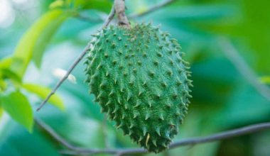Soursop