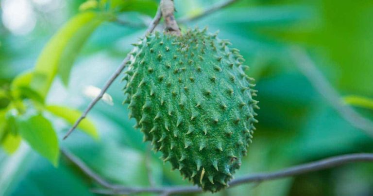 Soursop